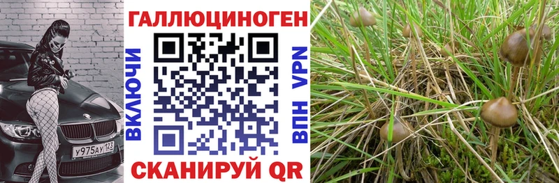 купить  сайты  Янаул  Псилоцибиновые грибы мицелий 